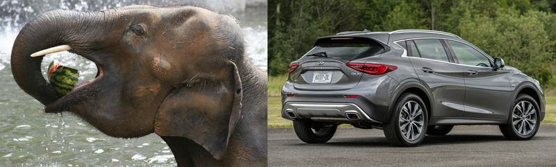 Illustration for article titled I have discovered Infiniti's styling inspiration: elephant ears!
